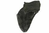 Partial Fossil Megalodon Tooth - South Carolina #168920-1